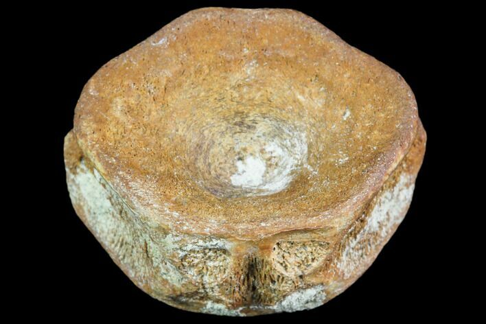 Fossil Vertebra (Gar) - Aguja Formation, Texas #105055